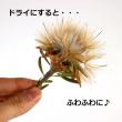 【生花】リューカデンドロ　プルモサス(実もの系・茶)【OT】