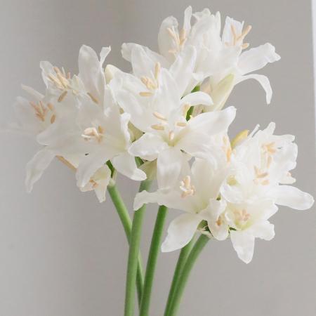 【生花】ダイヤモンドリリー(白)25cm程度【OT】忍足さんほか