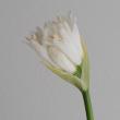 【生花】ダイヤモンドリリー(白)25cm程度【OT】忍足さんほか