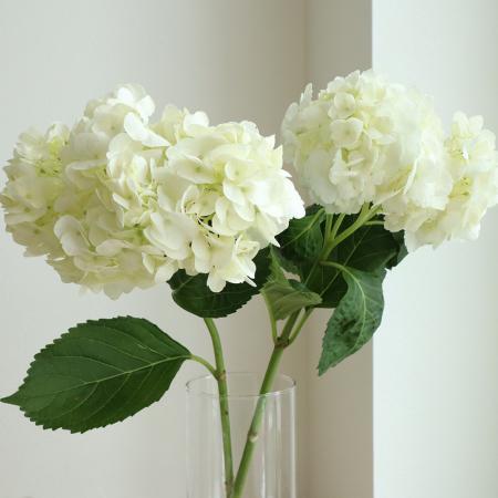 【生花】輸入アジサイ(白)40cm〜【OR-89】