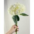 【生花】輸入アジサイ(白)40cm〜【OR-89】
