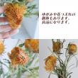 【生花】ドライアンドラ　フォルモーサ 　35cm-　南アフリカ産 【OT】