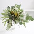 【生花】ドライアンドラ　フォルモーサ 　35cm-　南アフリカ産 【OT】
