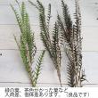 【生花】グレビレア　アイバンホー　60cm程度 【OTOT】