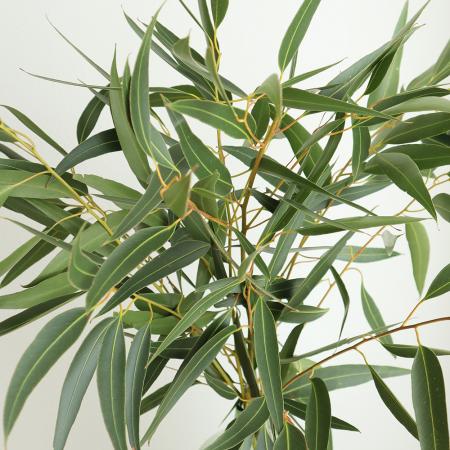 【直前!!!】ユーカリ　ロングリーフ 50〜60cm程度