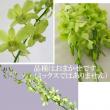 【生花】デンファレ(グリーン系おまかせ)※入荷少【早締切-74】