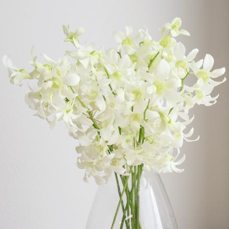 【生花】国産デンファレ(白)30cm  ジャックハワイなど ※木金入荷少【OR-21】