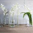 【生花】国産デンファレ(白)30cm  ジャックハワイなど ※木金入荷少【OR-21】