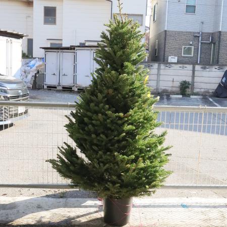 【生花】本物のモミの木　クリスマスツリー(6-7feet)※宅急便不可。配達日は相談の上お届けとなります。【配達地域限定・配達料込】