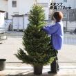 【生花】本物のモミの木　クリスマスツリー(6-7feet)※宅急便不可。配達日は相談の上お届けとなります。【配達地域限定・配達料込】