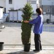 【生花】本物のモミの木　クリスマスツリー(6-7feet)※宅急便不可。配達日は相談の上お届けとなります。【配達地域限定・配達料込】