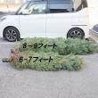 【生花】本物のモミの木　クリスマスツリー(6-7feet)※宅急便不可。配達日は相談の上お届けとなります。【配達地域限定・配達料込】