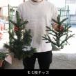 【生花/予約】5本束・モミ枝チップ(小LOT)　【空輸便】