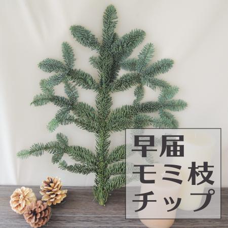【生花】モミ枝チップ　(ケース単位約60本入)【空輸便】