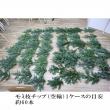 【生花】モミ枝チップ　(ケース単位約60本入)【空輸便】