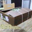 【生花】モミ枝チップ　(ケース単位約60本入)【空輸便】
