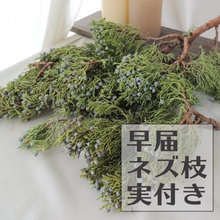 【生花】束約4-5本・ネズ枝実付き(小LOT)※説明をお読みください