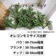 【生花】オレゴン産　モミ枝チップ(LOT割1/4cs)