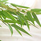 竹・笹